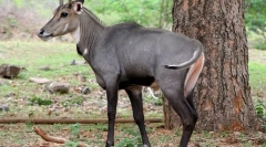 Nilgaau